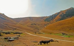 阑尾炎该住哪个病区？