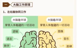 大脑是思维的硬件还是软件？