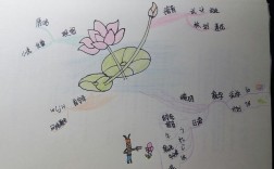 荷花思维导图怎么画？语文要点有哪些？