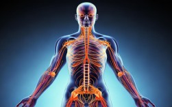 上肢肌力减弱，是哪根神经出问题？