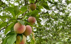 李树有何独特思维？