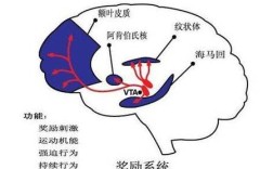 思维如何被多巴胺驱动？