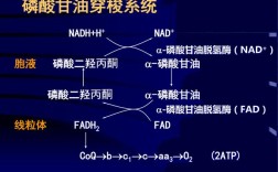 磷酸甘油参与生化途径有哪些？