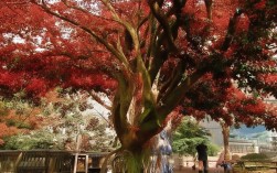 复旦文学院哪个专业相对好考？