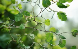 含羞草思维导图火了？它到底藏着什么秘密？