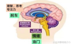 思维自动症是大脑不受控的自动驾驶吗？