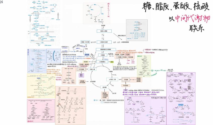 磷酸甘油参与生化途径有哪些?-图3 磷酸甘油参与生化途径有哪些?-图3