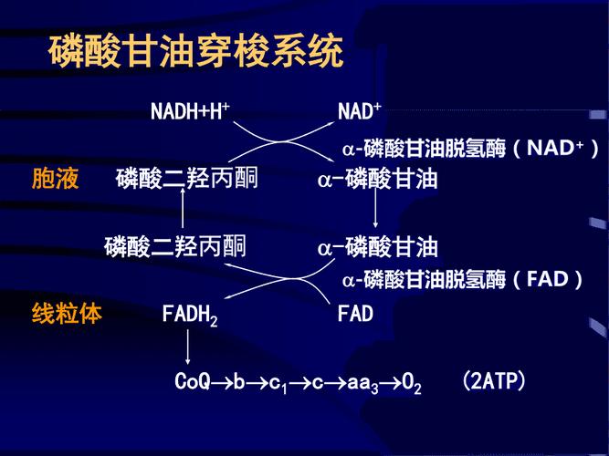 磷酸甘油参与生化途径有哪些?-图1 磷酸甘油参与生化途径有哪些?-图1