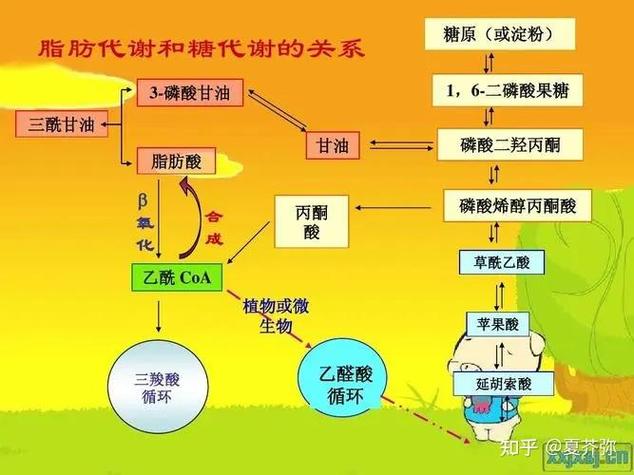 磷酸甘油参与生化途径有哪些?-图2 磷酸甘油参与生化途径有哪些?-图2
