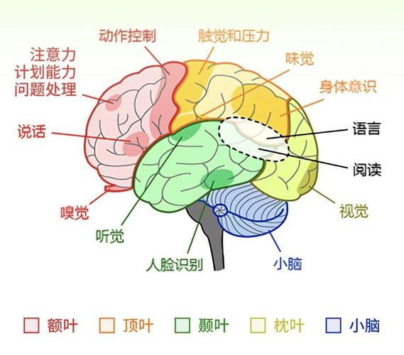 左脑控制什么思维-图3 左脑控制什么思维-图3