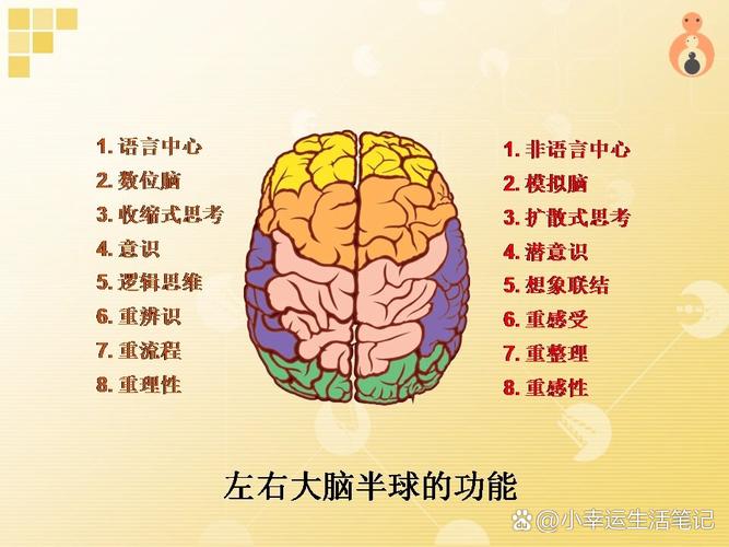 左右脑思维图如何揭示思维差异？-图2