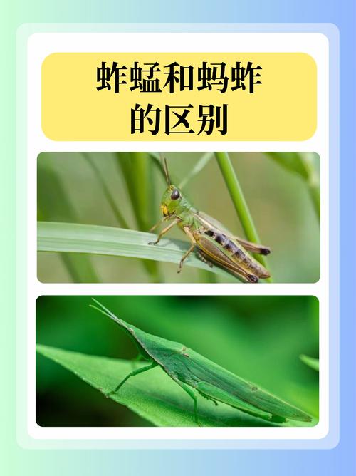 农业昆虫与害虫如何分类?-图2 农业昆虫与害虫如何分类?-图2