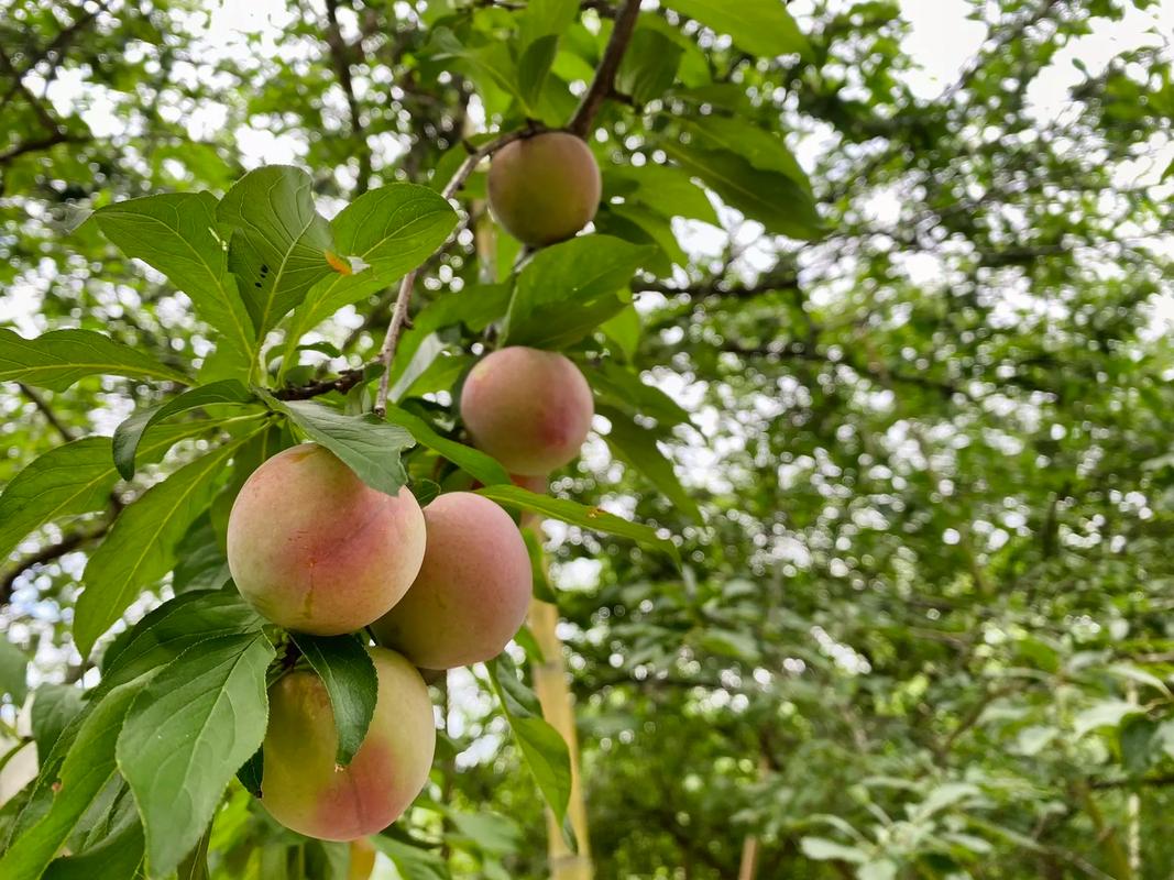 李树有何独特思维?-图1 李树有何独特思维?-图1