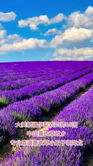 伊犁农业学院录取分数线是多少？-图3