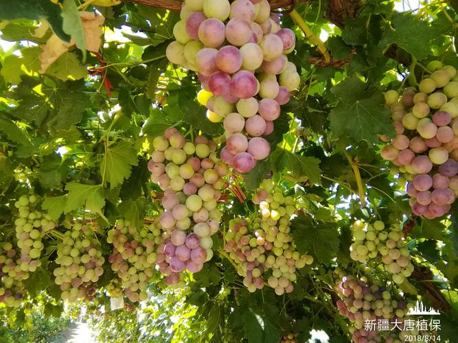 伊犁农业学院录取分数线是多少？-图2