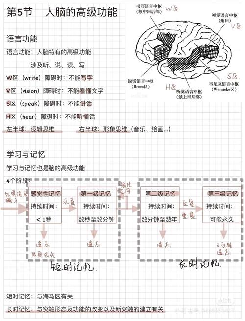 思维导图大脑说明书,如何高效使用大脑?-图1 思维导图大脑说明书,如何高效使用大脑?-图1