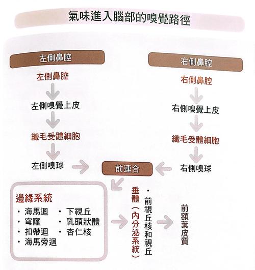 思维如何被多巴胺驱动?-图3 思维如何被多巴胺驱动?-图3