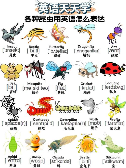 考虫和文都英语哪个更值得选？-图2