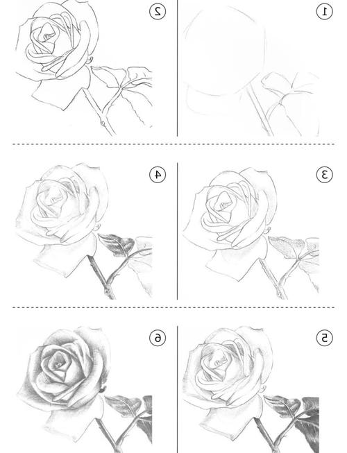 玫瑰花的思维导图，核心结构如何？-图2