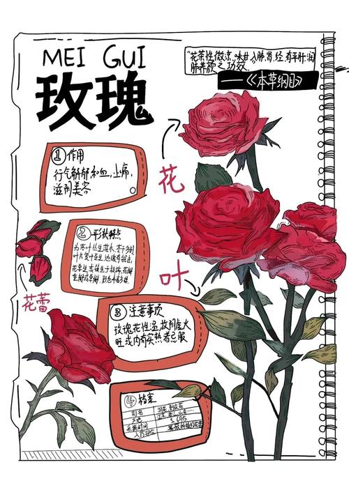 玫瑰花的思维导图，核心结构如何？-图1