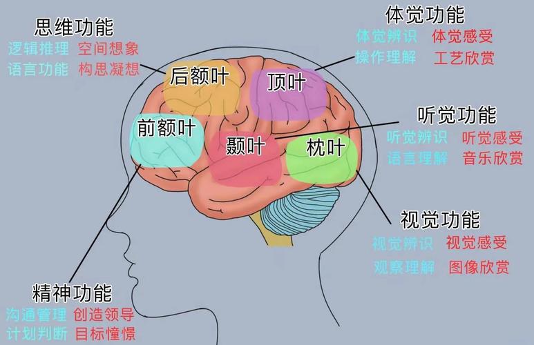 大脑思维功能究竟如何运作？-图2