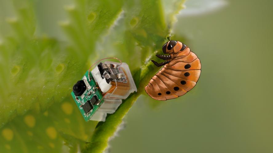 昆虫研究强校有哪些？-图1