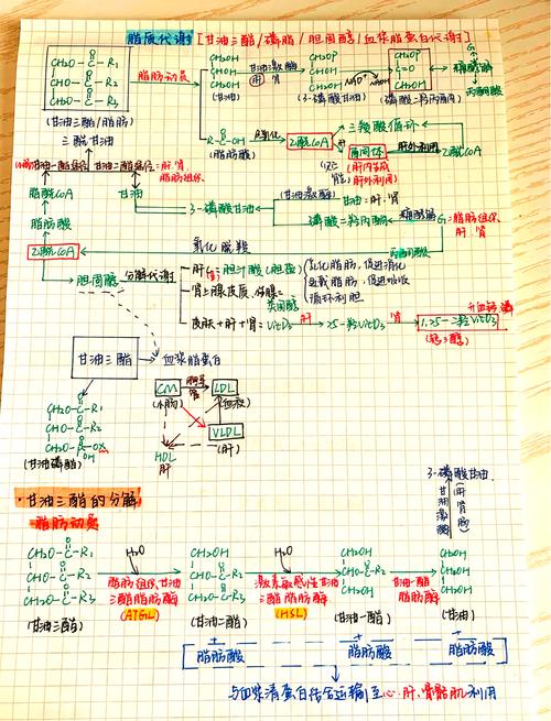 脂质思维导图-图3