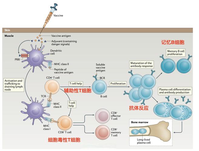 免疫学考研属于哪个学科-图2