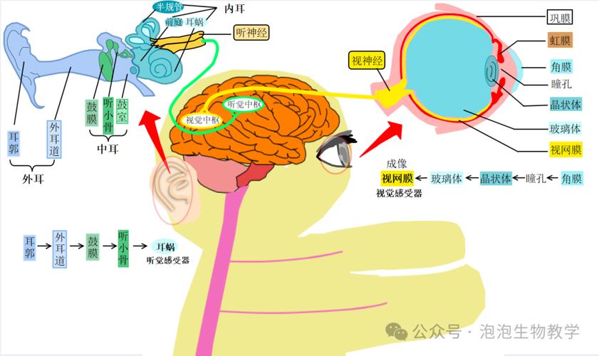 听觉思维是什么？如何运用？-图3