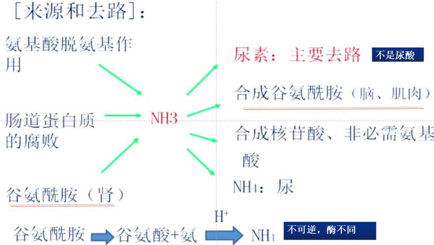 氨的思维导图核心要点有哪些？-图3