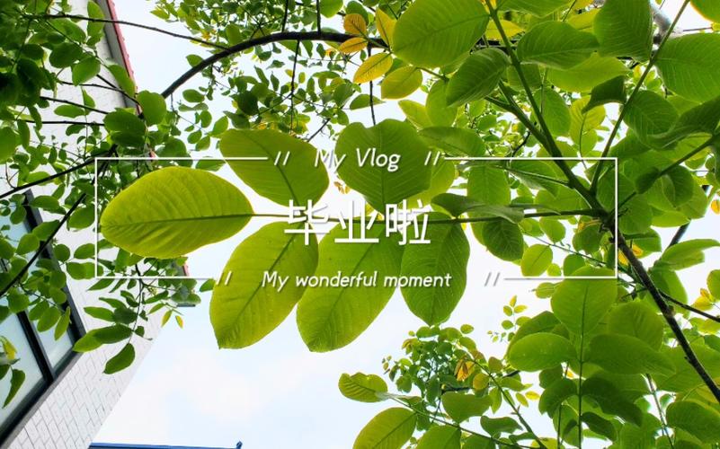 哪些学校有绿色研究生证？-图3