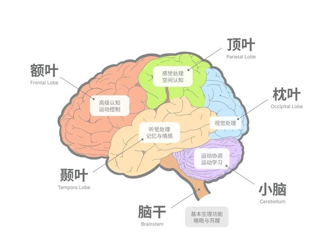 大脑是思维的硬件还是软件？-图2