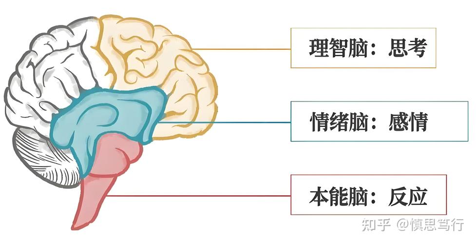 大脑是思维的硬件还是软件？-图3