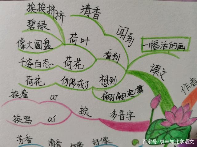 荷花思维导图怎么画？语文要点有哪些？-图3
