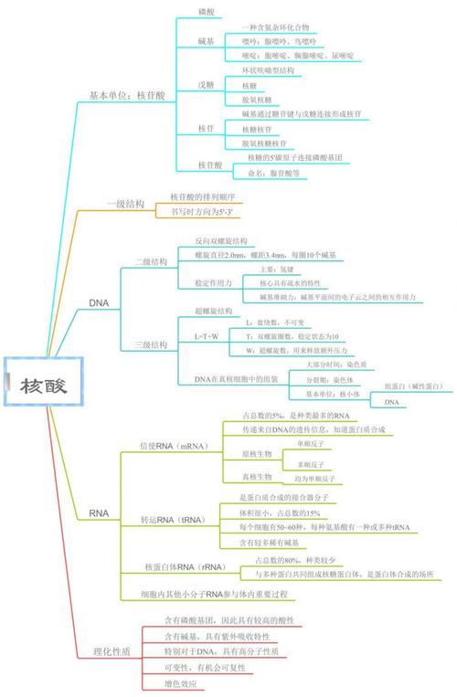 核酸的思维导图,核心逻辑是什么?-图2 核酸的思维导图,核心逻辑是什么?-图2