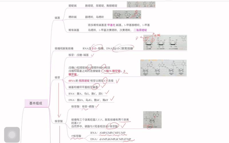 核酸的思维导图,核心逻辑是什么?-图3 核酸的思维导图,核心逻辑是什么?-图3